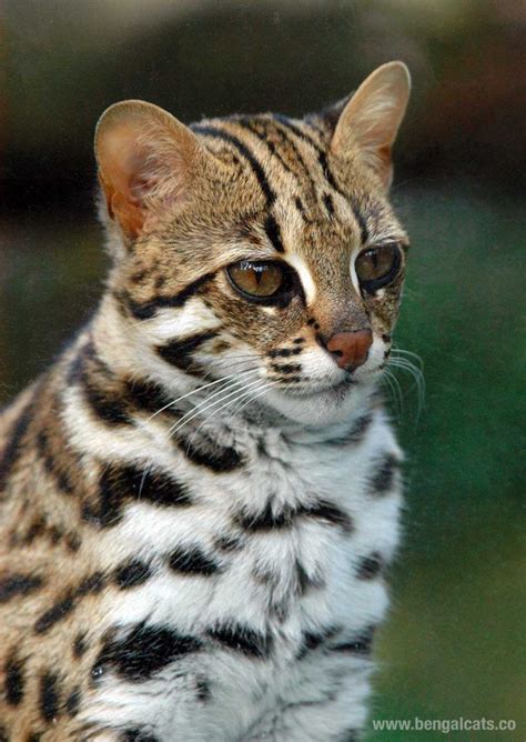 Asian Leopard Cat Prionailurus Bengalensis Bengal Cats Asian