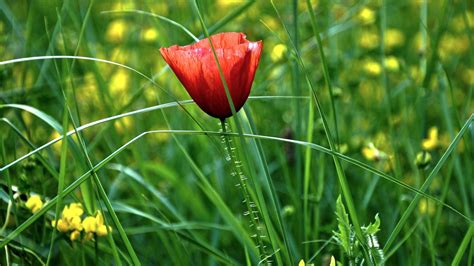 Desktop Wallpaper Grass Red Poppy Flower 4k Hd Image