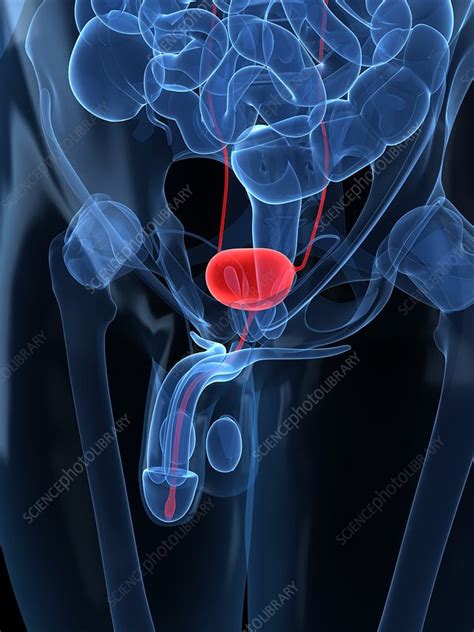 Healthy Urinary Tract Artwork Stock Image F0047928 Science