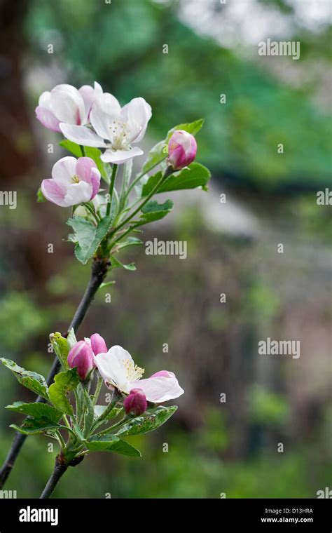 Closeup Of Apple Blossoms Branch Stock Photo Alamy
