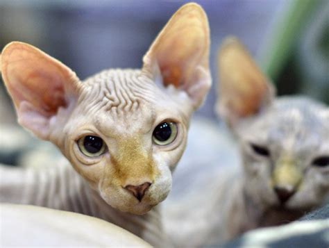 Health311 search all nyc.gov websites. Sphynx Care: Tips & Health Management for Sphynx Cat ...