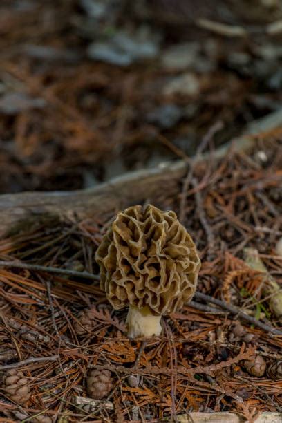 Morchellaceae Stock Photos, Pictures & Royalty-Free Images - iStock