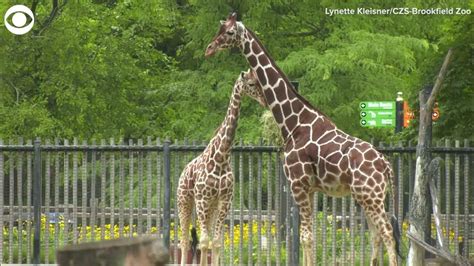 Two Year Old Giraffe Makes Public Debut At Brookfield Zoo Youtube