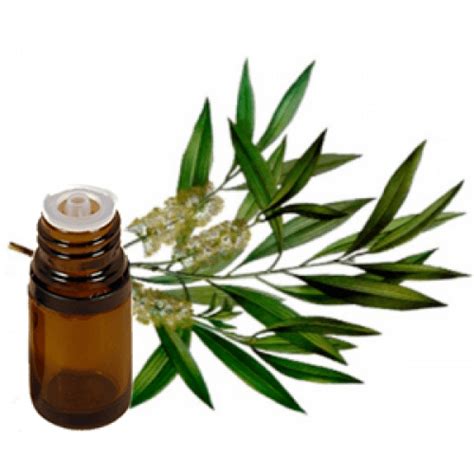 Melaleuca alternifolia (tea tree) leaf oil. TEA TREE Essential Oil .5 oz