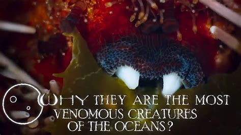 Why They Are The Most Venomous Creatures Of The Oceans Youtube