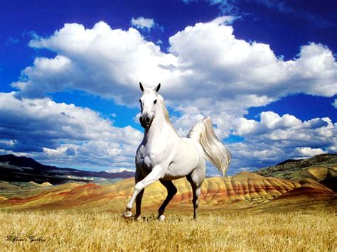 White Horses Hd Wallpapers Desktop Wallpapers