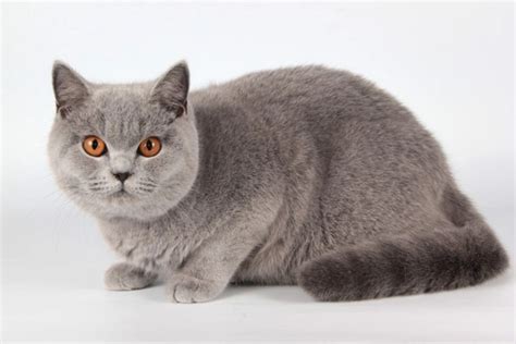 British Shorthair Cats Breed Information Temperament Size And Price