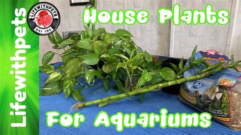 Check spelling or type a new query. How to use House Plants in Your Aquarium (In Depth ...