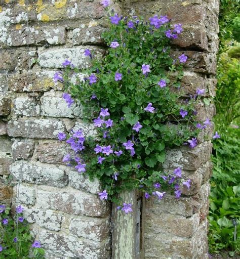 12 Beautiful Plants That Grow On Walls Best Plants To Cover Walls