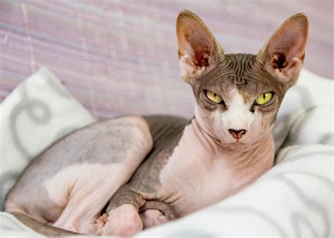 What Is A Sphynx Cat And How Big Do They Get Litter Robot