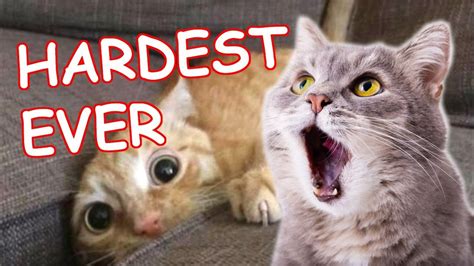 Funny Cat Videos Try Not To Laugh Cat Meme Stock Pictures And Photos