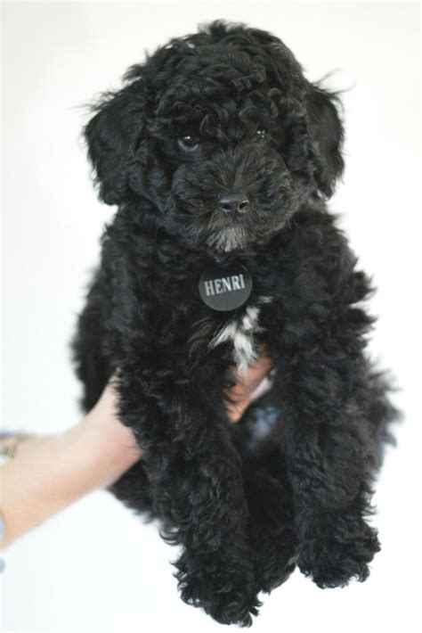 Black Mini Poodle Henri 💛 Mini Poodles Karina Puppies Animals
