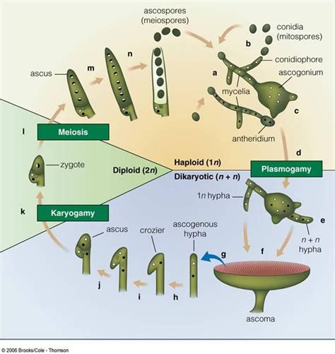 Fungi Life Cycle Steps Justin Montez