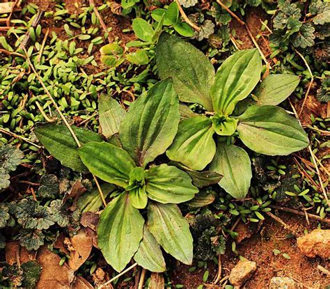 Edible Plants In Your Backyard 15 Edible Plants To Forage In Your Own