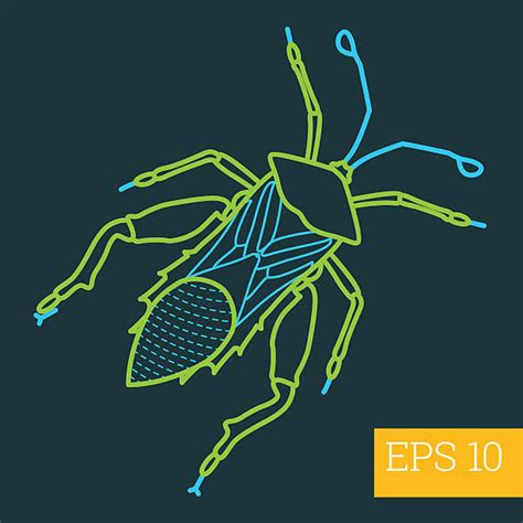 Generic diversity of geophilous tenebrionids decreased sharply with elevation, whereas the generic diversity of xylophilous tenebrionids showed similarly high values across the gradient. Tenebrionid Beetle Illustrations, Royalty-Free Vector ...