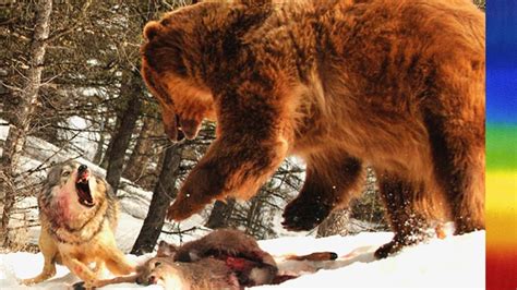 Grizzly Bears and Wolves - National Geographic Documentary - YouTube
