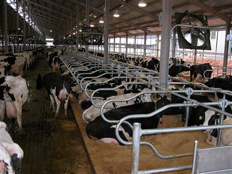 Frequently Asked Questions On Free Stall Dairy Equipment Cattle Barn