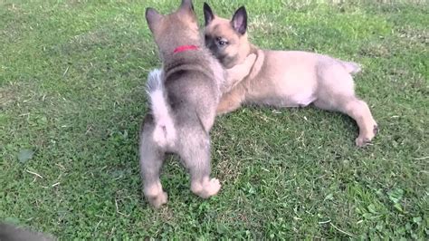 Ich würde mich sehr über einen eintrag von vielen dank für diesen tollen welpen, den sie mit so viel liebe und engagement großgezogen haben. 6 Zuckersüße Schäferhund - Malinois Welpen 4.2 - YouTube