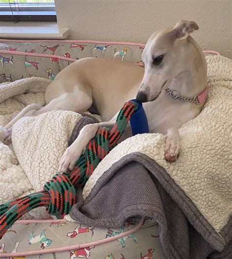 Available Rescue Whippets