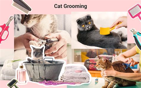 Cat grooming services singapore