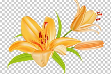 Tiger Lily Lilium Bulbiferum Easter Lily PNG Clipart Arumlily Clip