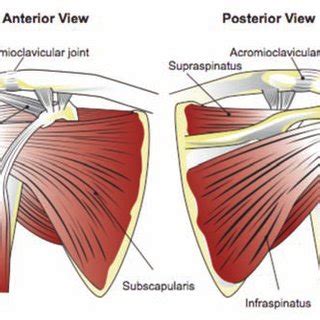 The biceps tendon begins at the top of the shoulder socket (the glenoid) and then passes across the front of the shoulder to connect to the biceps muscle. Shoulder Tendon Anatomy Posterior : Rotator Cuff Rehab ...