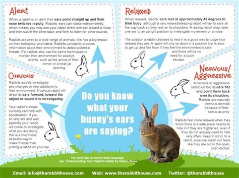 What A Rabbits Ear Position Means Animals And Things Related Pin