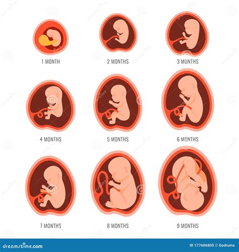 The Growth Cycle Of A Fetus