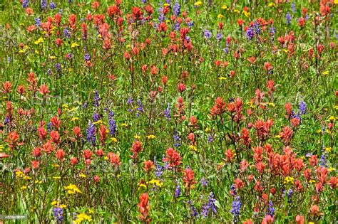 Meadow Full Of Summer Wildflowers In The Colorado Rocky Mountains Stock