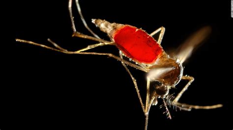 Zika Virus Mass Sterilize The Male Mosquitoes