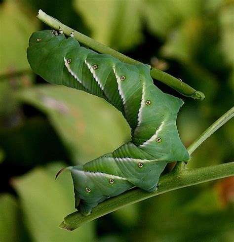 How to spot worms on tomato plants tomato hornworms can destroy a tomato patch. 28 best images about Tomato Pests on Pinterest | More best ...