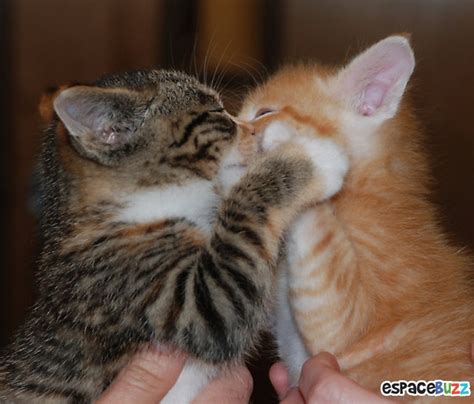 Коты Целуются Картинки — Фото Картинки