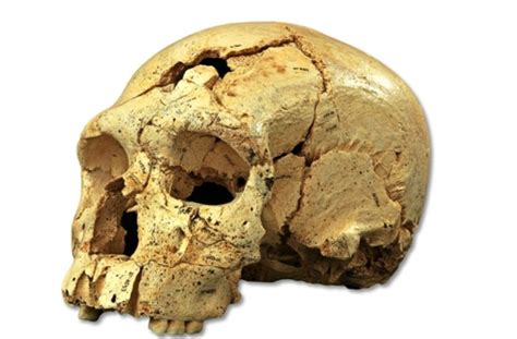 Der neandertaler (homo neanderthalensis) trat etwa vor 200.000 bis viele paläanthropologen würden den neandertaler lieber als unterart homo sapiens neanderthalensis sehen. Paläontologie: Der Neandertaler ist viel älter als ...