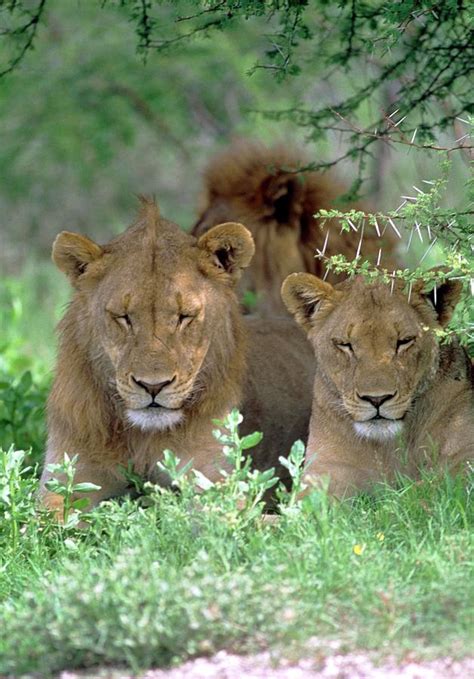 Lions Relaxing Photograph By Tony Camachoscience Photo Library Fine Art America