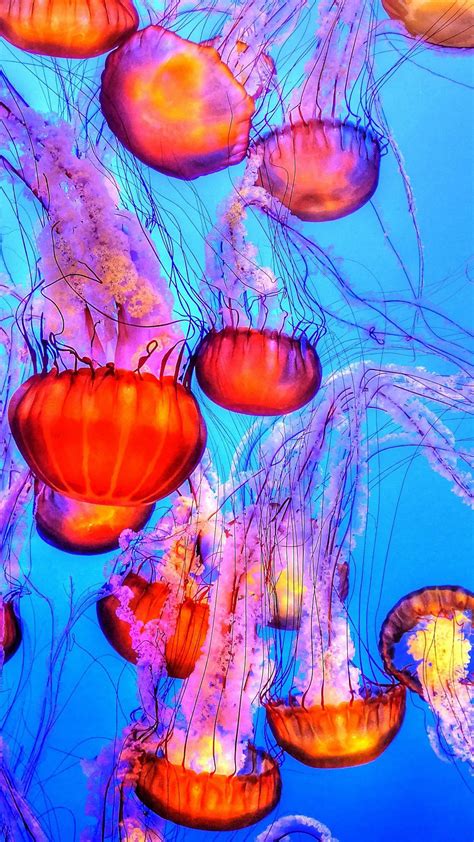 Wallpaper Sea Jellies Jellyfish Underwater Life