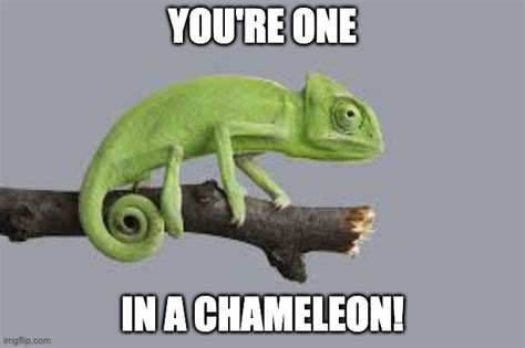 one in a chameleon imgflip