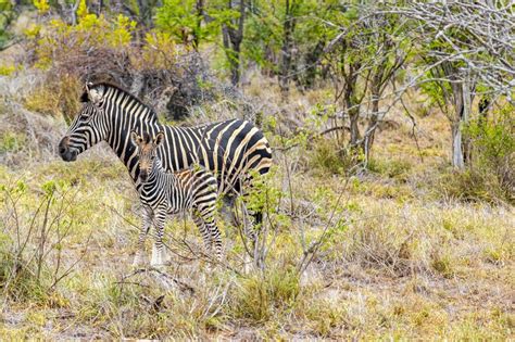 Mother And Baby Zebra Kruger National Park Safari South Africa Stock