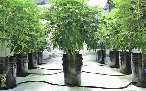 How to grow cannabis in 10 easy steps. Why Upgrading to Hydro Growing in 2017 Is a No-Brainer ...