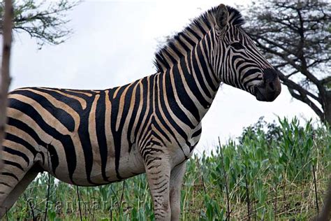 Deze Burchell's zebra blijft vlakbij het pad staan in Mlilwane Wildlife