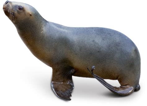 You can search and download the png image material you. Tierpark Hellabrunn: Mähnenrobbe