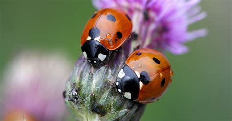 Mother Nature Ladybugs And Nematodes All You Need To Know