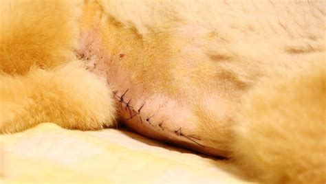 The surgeon will talk to you about how to care for this possibility. Hernias In Dogs: Types, Symptoms, And Treatments - Dogtime