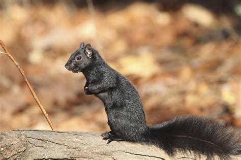 Cute And Cool Facts About The Relatively Rare Black Squirrels