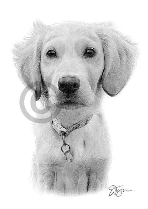 Pencil Drawing Commission Of A Labrador Puppy By Uk Artist Gary Tymon