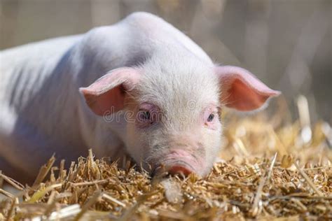 Piglet On Hay And Straw At Pig Breeding Farm Stock Image Image Of