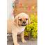 Adorable Puggle Puppies – Kellys Kennels