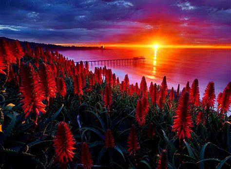 Red Flowers On The Hill In The Sunset Wallpaper Download 1920x1408