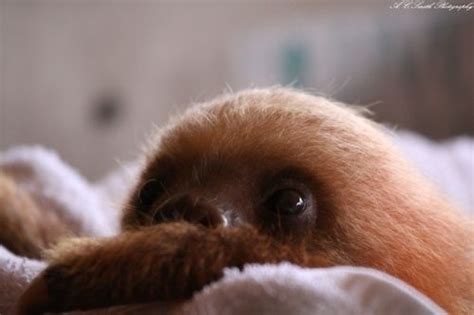 Sweet Baby Sloth Baby Sloth Cute Baby Sloths Sloth