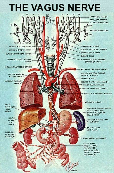 The Vagus Nerve Vagus Nerve Human Anatomy And Physiology Medical Anatomy