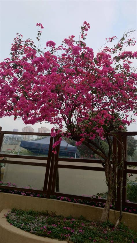 Identification What Is The Name Of This Flowering Tree